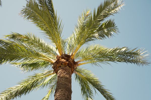 Palm Tree Removal in Spotsylvania