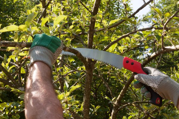 Small Tree Removal in Spotsylvania