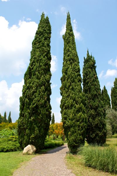Cypress Tree Removal in Spotsylvania