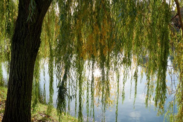Willow Tree Removal in Spotsylvania