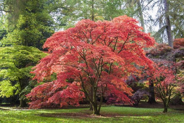 Maple Tree Removal in Spotsylvania