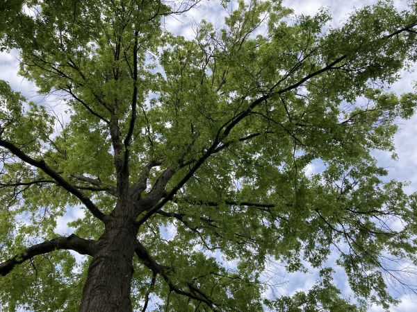 Oak Tree Removal in Spotsylvania