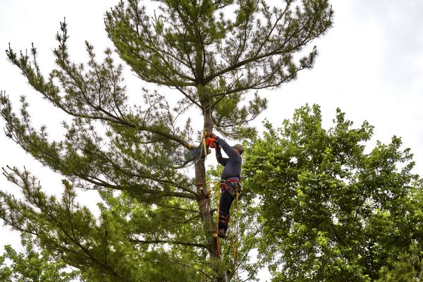 Pine Tree Removal in Spotsylvania
