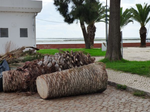 Palm Trees Removal in Spotsylvania