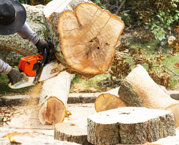 Tree Removal Service in Spotsylvania