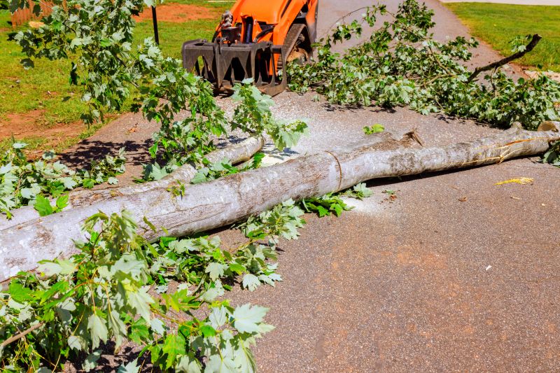 Dead Tree Removal detail