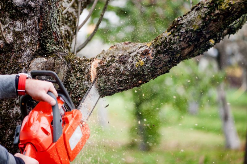Maple Tree Removal