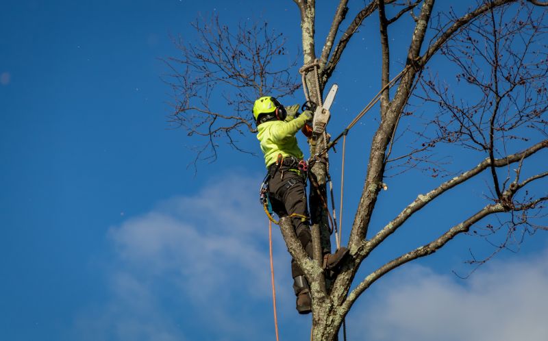 Summer Tree Removal