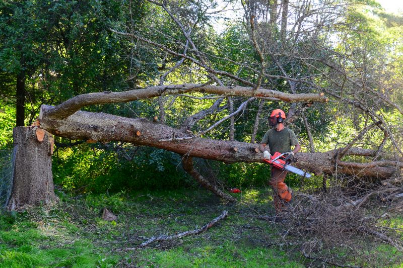 Fall Tree Removal