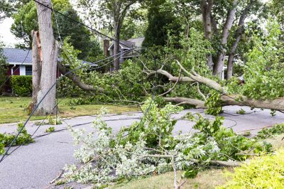 Hazardous Tree Removal
