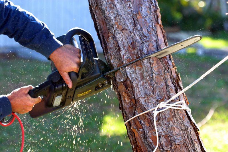 Safe Tree Felling
