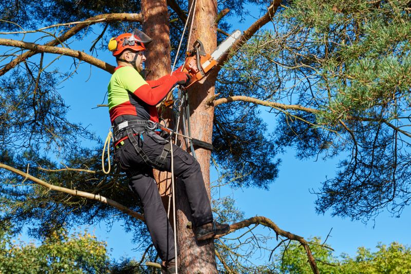 Team of Certified Arborists