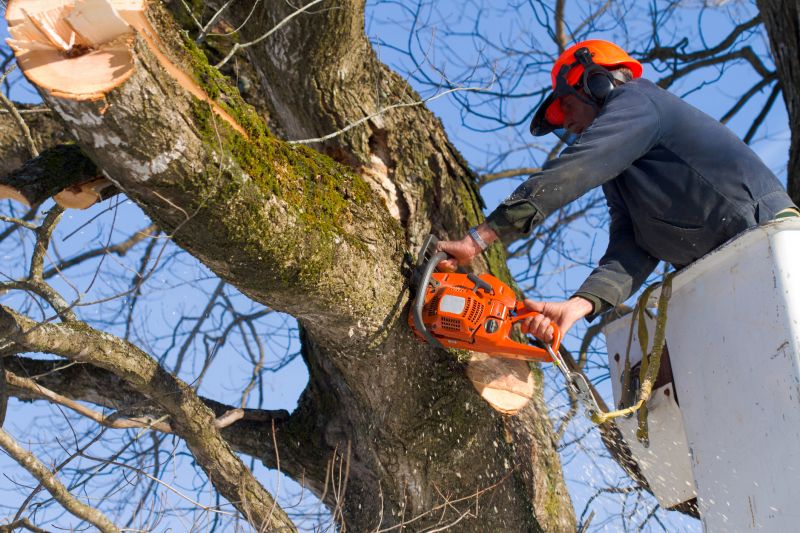 Tree Removal in Action
