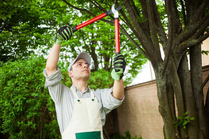 Certified Arborists at Work