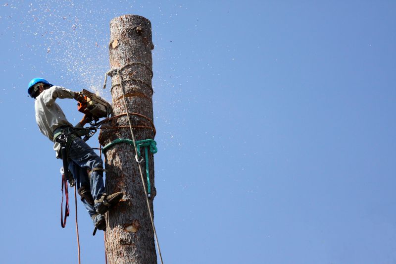 Tree Cutting Specialists