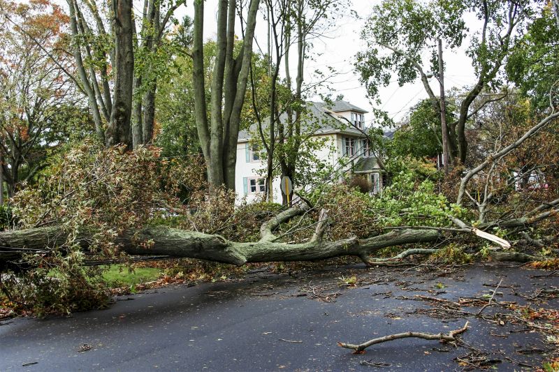 Emergency Tree Removal